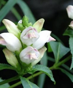 Garden Goods Direct Chelone Glabra Perennials