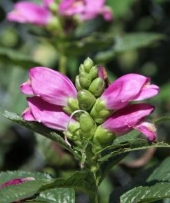 Garden Goods Direct Perennials Chelone Hot Lips Pink Turtlehead