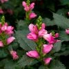 Garden Goods Direct Perennials Chelone Hot Lips Pink Turtlehead