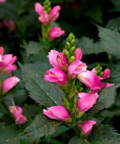 Garden Goods Direct Perennials Chelone Hot Lips Pink Turtlehead