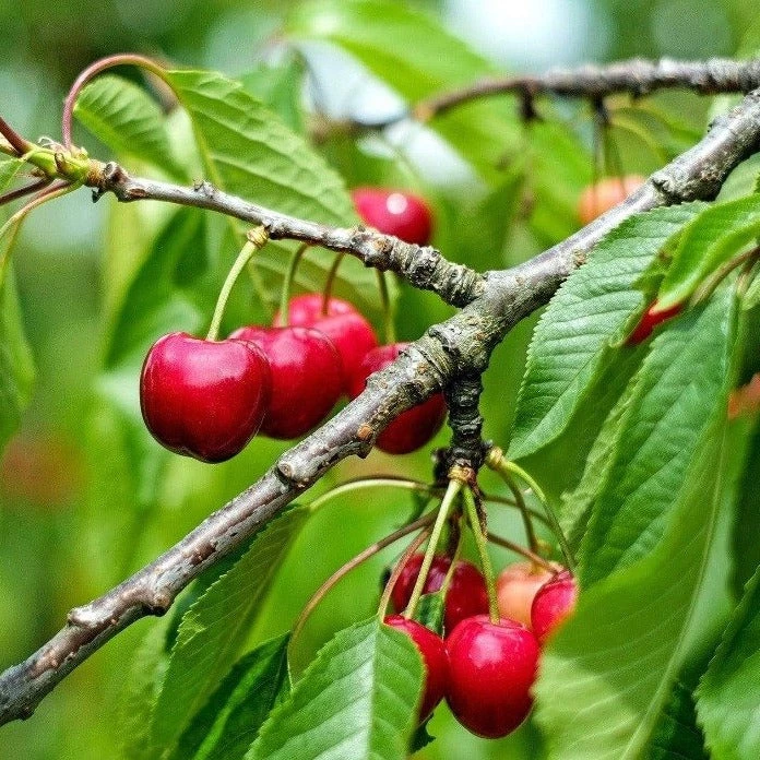 Garden Goods Direct Sweet Southern Cherry Tree 1 Garden Goods Direct Sweet Southern Cherry Tree