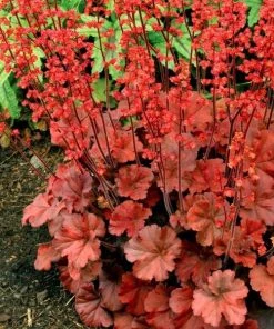 Garden Goods Direct Perennials Heuchera Cherry Cola