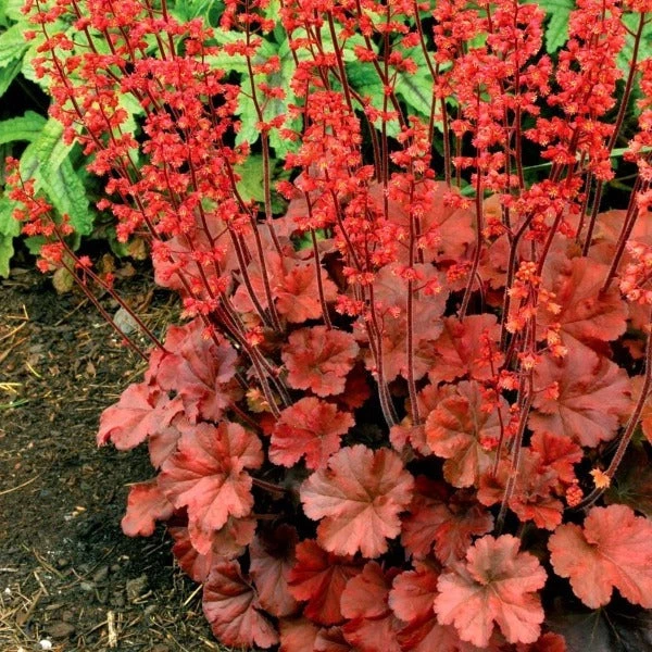 Garden Goods Direct Perennials Heuchera Cherry Cola 2 Garden Goods Direct Perennials Heuchera Cherry Cola