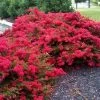 Garden Goods Direct Cherry Dazzle Crape Myrtle