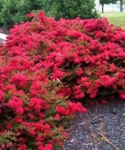 Garden Goods Direct Cherry Dazzle Crape Myrtle