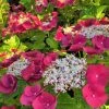 Garden Goods Direct Cherry Explosion™ Hydrangea Shrubs