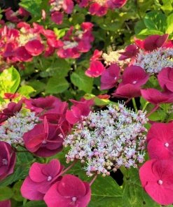 Garden Goods Direct Cherry Explosion™ Hydrangea Shrubs