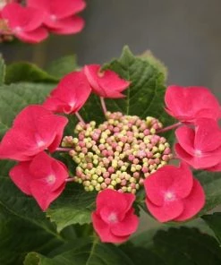 Garden Goods Direct Cherry Explosion™ Hydrangea Shrubs