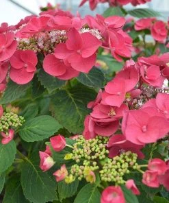 Garden Goods Direct Cherry Explosion™ Hydrangea Shrubs