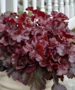 Garden Goods Direct Heuchera Dolce Cherry Truffles Perennials