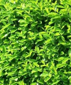 Garden Goods Direct Shrubs Chestnut Hill Cherry Laurel 5 Garden Goods Direct Shrubs Chestnut Hill Cherry Laurel