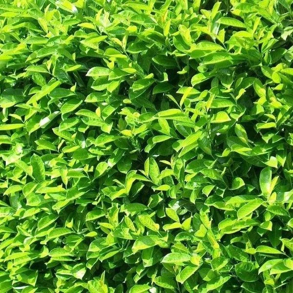 Garden Goods Direct Shrubs Chestnut Hill Cherry Laurel 3 Garden Goods Direct Shrubs Chestnut Hill Cherry Laurel