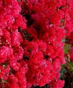 Garden Goods Direct Cherry Dazzle Crape Myrtle