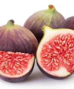 Garden Goods Direct Trees Chicago Hardy Fig Tree