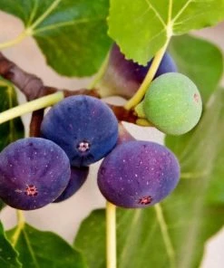 Garden Goods Direct Trees Chicago Hardy Fig Tree