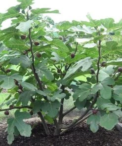 Garden Goods Direct Trees Chicago Hardy Fig Tree