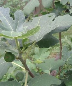 Garden Goods Direct Trees Chicago Hardy Fig Tree