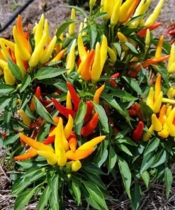 Garden Goods Direct Ornamental Pepper Chilly Chili Annuals