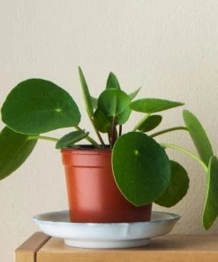 Garden Goods Direct Chinese Money Plant House Plants