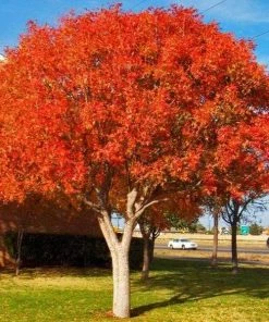 Garden Goods Direct Trees Chinese Pistache Tree