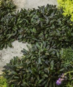 Garden Goods Direct Perennials Ajuga Chocolate Chip