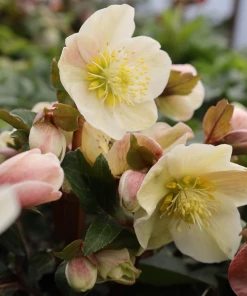 Garden Goods Direct Perennials Helleborus Cinnamon Snow