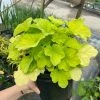 Garden Goods Direct Perennials Heuchera Citronelle