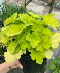 Garden Goods Direct Perennials Heuchera Citronelle