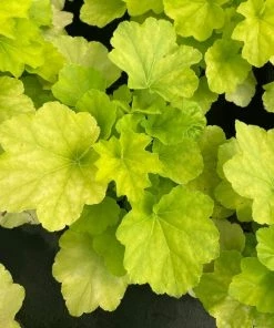 Garden Goods Direct Perennials Heuchera Citronelle