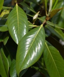 Garden Goods Direct Claudia Wannamaker Magnolia