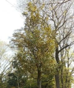 Garden Goods Direct Claudia Wannamaker Magnolia