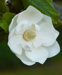 Garden Goods Direct Claudia Wannamaker Magnolia