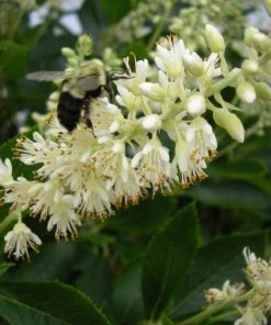 Garden Goods Direct Shrubs Clethra Hummingbird