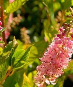 Garden Goods Direct Clethra Ruby Spice