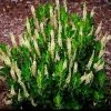 Garden Goods Direct Clethra Sixteen Candles