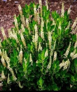 Garden Goods Direct Clethra Sixteen Candles