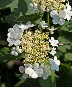 Garden Goods Direct Climbing Hydrangea Shrubs