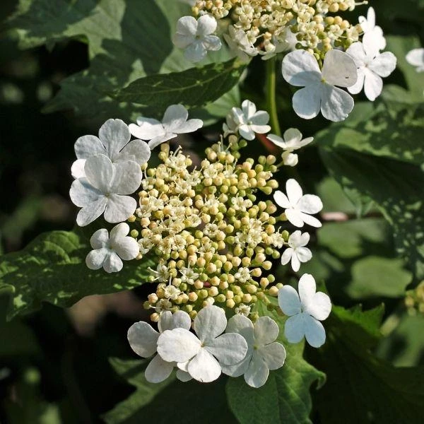 Garden Goods Direct Climbing Hydrangea Shrubs 2 Garden Goods Direct Climbing Hydrangea Shrubs