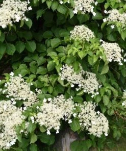 Garden Goods Direct Climbing Hydrangea Shrubs 6 Garden Goods Direct Climbing Hydrangea Shrubs