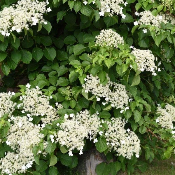 Garden Goods Direct Climbing Hydrangea Shrubs 3 Garden Goods Direct Climbing Hydrangea Shrubs