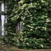Garden Goods Direct Climbing Hydrangea Shrubs