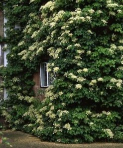 Garden Goods Direct Climbing Hydrangea Shrubs