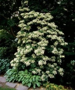 Garden Goods Direct Climbing Hydrangea Shrubs 7 Garden Goods Direct Climbing Hydrangea Shrubs