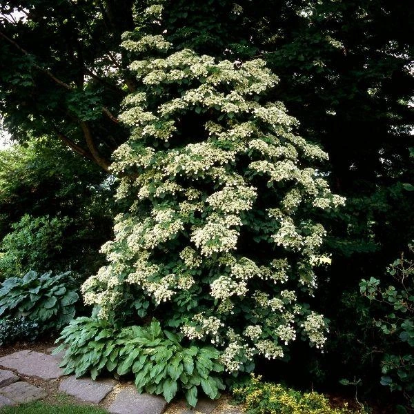 Garden Goods Direct Climbing Hydrangea Shrubs 4 Garden Goods Direct Climbing Hydrangea Shrubs
