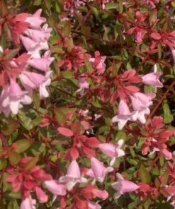 Garden Goods Direct Abelia Edward Goucher 7 Garden Goods Direct Abelia Edward Goucher