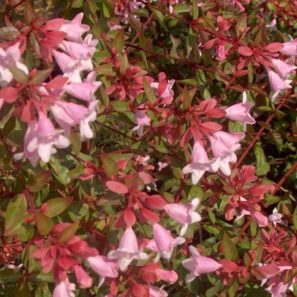 Garden Goods Direct Abelia Edward Goucher 4 Garden Goods Direct Abelia Edward Goucher