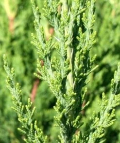 Garden Goods Direct Blue Point Juniper