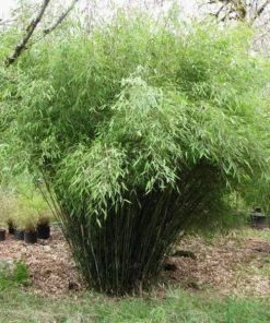Garden Goods Direct Fargesia Rufa Clumping Bamboo Shrubs