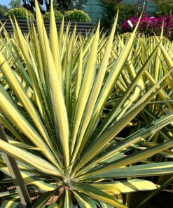 Garden Goods Direct Shrubs Color Guard Yucca