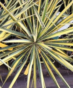 Garden Goods Direct Shrubs Color Guard Yucca